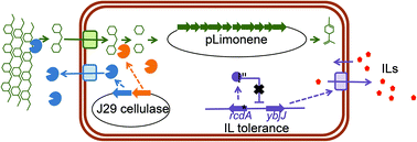 Graphical abstract: Development of an E. coli strain for one-pot biofuel production from ionic liquid pretreated cellulose and switchgrass