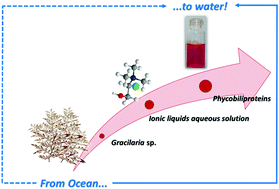 Graphical abstract: Recovery of phycobiliproteins from the red macroalga Gracilaria sp. using ionic liquid aqueous solutions