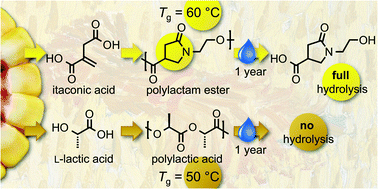 Graphical abstract: Synthesis of biorenewable and water-degradable polylactam esters from itaconic acid