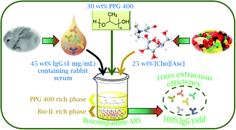 Graphical abstract: Suitability of bio-based ionic liquids for the extraction and purification of IgG antibodies