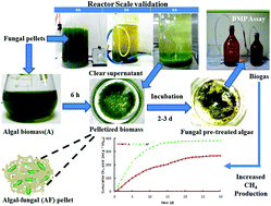 Graphical abstract: A method for simultaneous bioflocculation and pretreatment of algal biomass targeting improved methane production