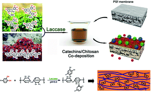 Graphical abstract: Enzyme-triggered coatings of tea catechins/chitosan for nanofiltration membranes with high performance