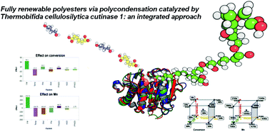 Graphical abstract: Fully renewable polyesters via polycondensation catalyzed by Thermobifida cellulosilytica cutinase 1: an integrated approach