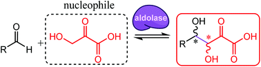 Graphical abstract: Expanding the reaction space of aldolases using hydroxypyruvate as a nucleophilic substrate