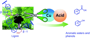 Graphical abstract: Acid promoted C–C bond oxidative cleavage of β-O-4 and β-1 lignin models to esters over a copper catalyst