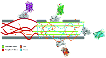 Graphical abstract: Tracking and predicting wood fibers processing with fluorescent carbohydrate binding modules