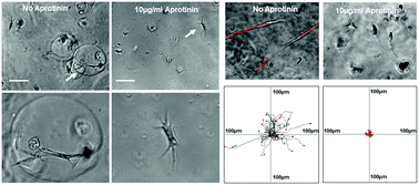 Graphical abstract: Dynamic behaviors of astrocytes in chemically modified fibrin and collagen hydrogels