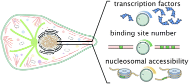 Graphical abstract: Using synthetic biology to make cells tomorrow's test tubes