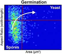 Graphical abstract: Leveraging a high resolution microfluidic assay reveals insights into pathogenic fungal spore germination