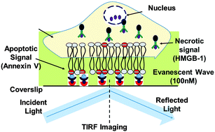 Graphical abstract: Quantitative evaluation of ABC transporter-mediated drug resistance based on the determination of the anticancer activity of camptothecin against breast cancer stem cells using TIRF