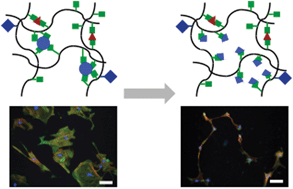 Graphical abstract: Gradually softening hydrogels for modeling hepatic stellate cell behavior during fibrosis regression