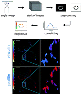 Graphical abstract: Visualizing mechanical modulation of nanoscale organization of cell-matrix adhesions