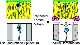 Graphical abstract: Coordination of signaling and tissue mechanics during morphogenesis of murine intestinal villi: a role for mitotic cell rounding