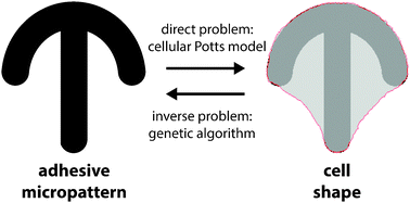 Graphical abstract: Optimizing micropattern geometries for cell shape and migration with genetic algorithms