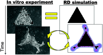 Graphical abstract: An in vitro–in silico interface platform for spatiotemporal analysis of pattern formation in collective epithelial cells