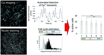 Graphical abstract: Cell-cycle-dependent Ca2+ transients in human induced pluripotent stem cells revealed by a simultaneous imaging of cell nuclei and intracellular Ca2+ level