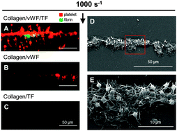 Graphical abstract: Minimum wound size for clotting: flowing blood coagulates on a single collagen fiber presenting tissue factor and von Willebrand factor