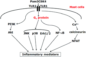 Graphical abstract: Toll-like receptor 2-mediated MAPKs and NF-κB activation requires the GNAO1-dependent pathway in human mast cells