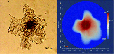 Graphical abstract: Mathematical modelling of microtumour infiltration based on in vitro experiments