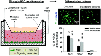 Graphical abstract: Differential regulation of NSC phenotype and genotype by chronically activated microglia within cocultures