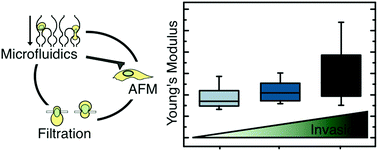 Graphical abstract: Stiffness of pancreatic cancer cells is associated with increased invasive potential