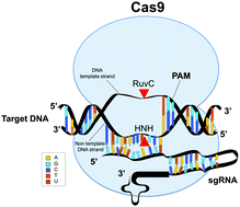 Graphical abstract: CRISPR-Cas9 technology: applications in genome engineering, development of sequence-specific antimicrobials, and future prospects