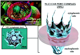 Graphical abstract: Modeling of the mechano-chemical behaviour of the nuclear pore complex: current research and perspectives