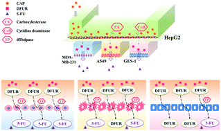 Graphical abstract: Assessment of metabolism-dependent drug efficacy and toxicity on a multilayer organs-on-a-chip