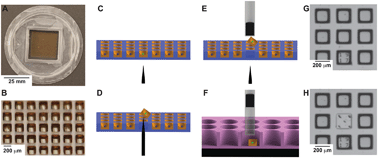 Graphical abstract: Identification and isolation of antigen-specific cytotoxic T lymphocytes with an automated microraft sorting system