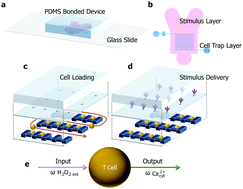 Graphical abstract: Single-cell resolution of intracellular T cell Ca2+ dynamics in response to frequency-based H2O2 stimulation