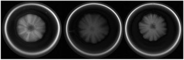 Graphical abstract: Patterns in Saccharomyces cerevisiae yeast colonies via magnetic resonance imaging