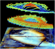 Graphical abstract: Simultaneous multi-element and isotope ratio imaging of fish otoliths by laser ablation split stream ICP-MS/MC ICP-MS