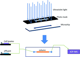 Graphical abstract: Chip-based monolithic microextraction combined with ICP-MS for the determination of bismuth in HepG2 cells