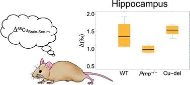 Graphical abstract: The expression levels of cellular prion protein affect copper isotopic shifts in the organs of mice