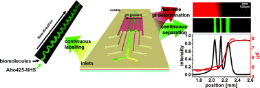 Graphical abstract: Continuous on-chip fluorescence labelling, free-flow isoelectric focusing and marker-free isoelectric point determination of proteins and peptides