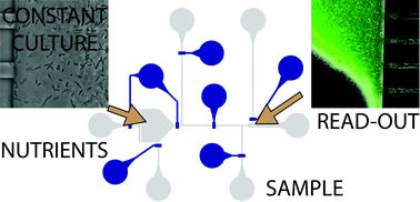 Graphical abstract: An automated microreactor for semi-continuous biosensor measurements