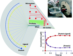 Graphical abstract: Mass spectrometry-based monitoring of millisecond protein–ligand binding dynamics using an automated microfluidic platform