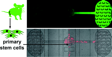 Graphical abstract: Microfluidic co-culture platform to quantify chemotaxis of primary stem cells