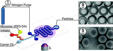Graphical abstract: Monodisperse polyethylene glycol diacrylate hydrogel microsphere formation by oxygen-controlled photopolymerization in a microfluidic device