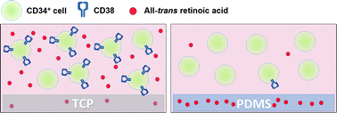 Graphical abstract: Polydimethylsiloxane (PDMS) modulates CD38 expression, absorbs retinoic acid and may perturb retinoid signalling