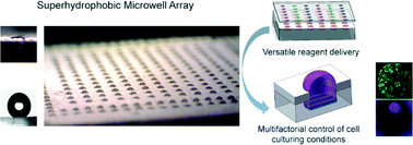 Graphical abstract: High-throughput superhydrophobic microwell arrays for investigating multifactorial stem cell niches