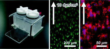 Graphical abstract: A pneumatic pressure-driven multi-throughput microfluidic circulation culture system