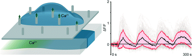 Graphical abstract: Temporally resolved direct delivery of second messengers into cells using nanostraws