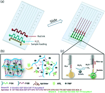 Graphical abstract: Portable visual quantitative detection of aflatoxin B1 using a target-responsive hydrogel and a distance-readout microfluidic chip