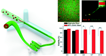 Graphical abstract: Biomimetic spinning of silk fibers and in situ cell encapsulation