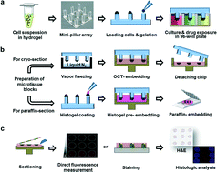 Graphical abstract: Mini-pillar array for hydrogel-supported 3D culture and high-content histologic analysis of human tumor spheroids