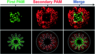 Graphical abstract: Pneumatic-aided micro-molding for flexible fabrication of homogeneous and heterogeneous cell-laden microgels