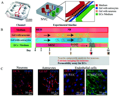 Graphical abstract: A 3D neurovascular microfluidic model consisting of neurons, astrocytes and cerebral endothelial cells as a blood–brain barrier