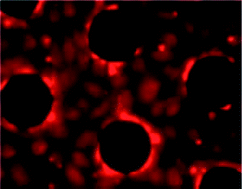 Graphical abstract: Development of a biomimetic microfluidic oxygen transfer device