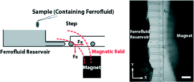 Graphical abstract: Drop formation using ferrofluids driven magnetically in a step emulsification device